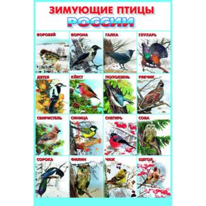 Фото Зимующие птицы Росии