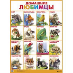 Фото Домашние любимцы