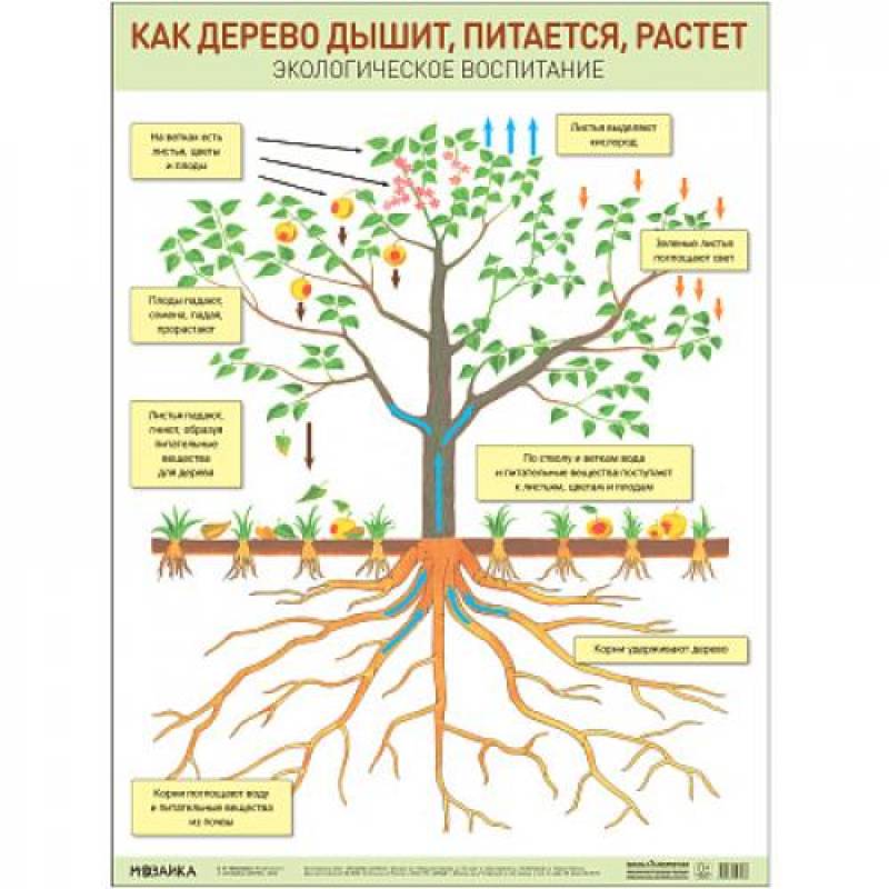 Фото Как дерево дышит,питается и растет