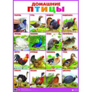 Фото Домашние птицы