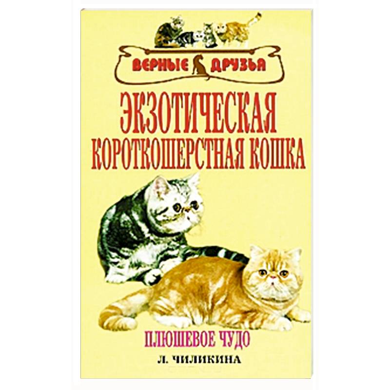 Фото Экзотическая короткошерстная кошка