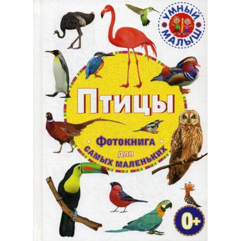 Фото Птицы