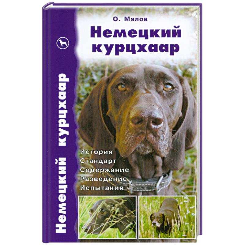 Фото Немецкий курцхаар. История. Стандарт. Содержание. Разведение. Испытания