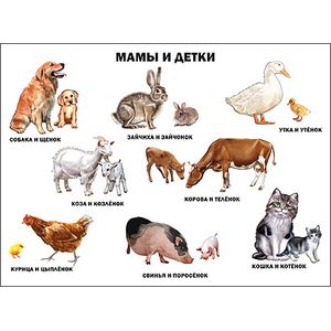Фото Мамы и детки. Плакат.