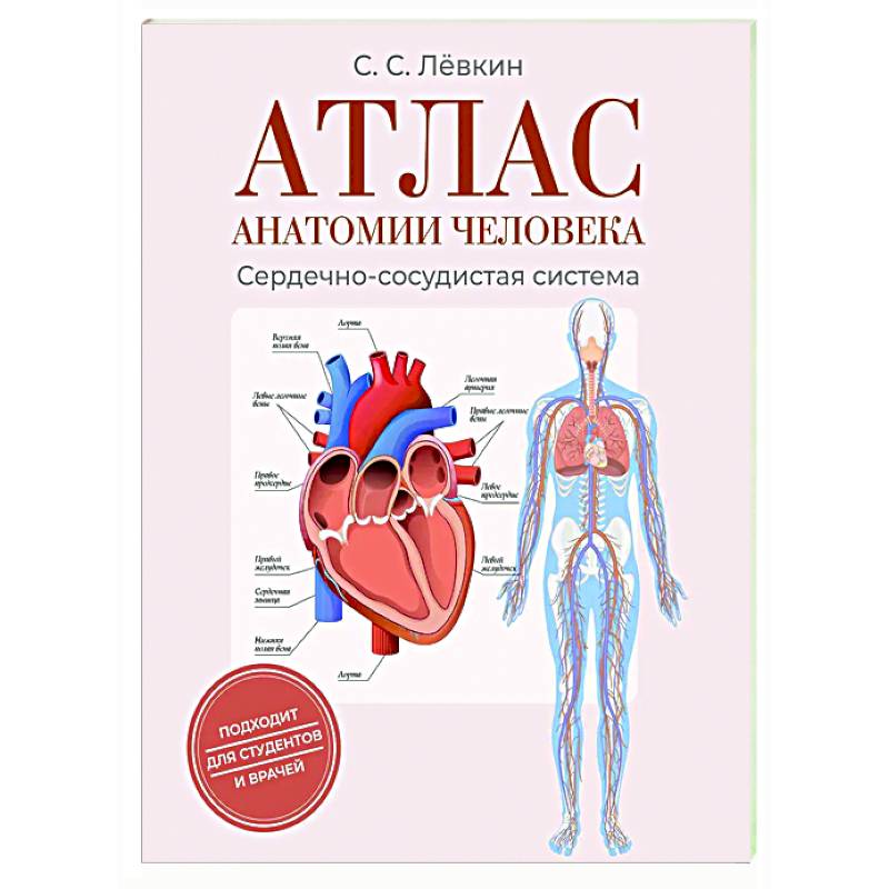 Фото Атлас анатомии человека. Сердечно-сосудистая система