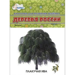 Фото Деревья России (набор из 12 карточек)