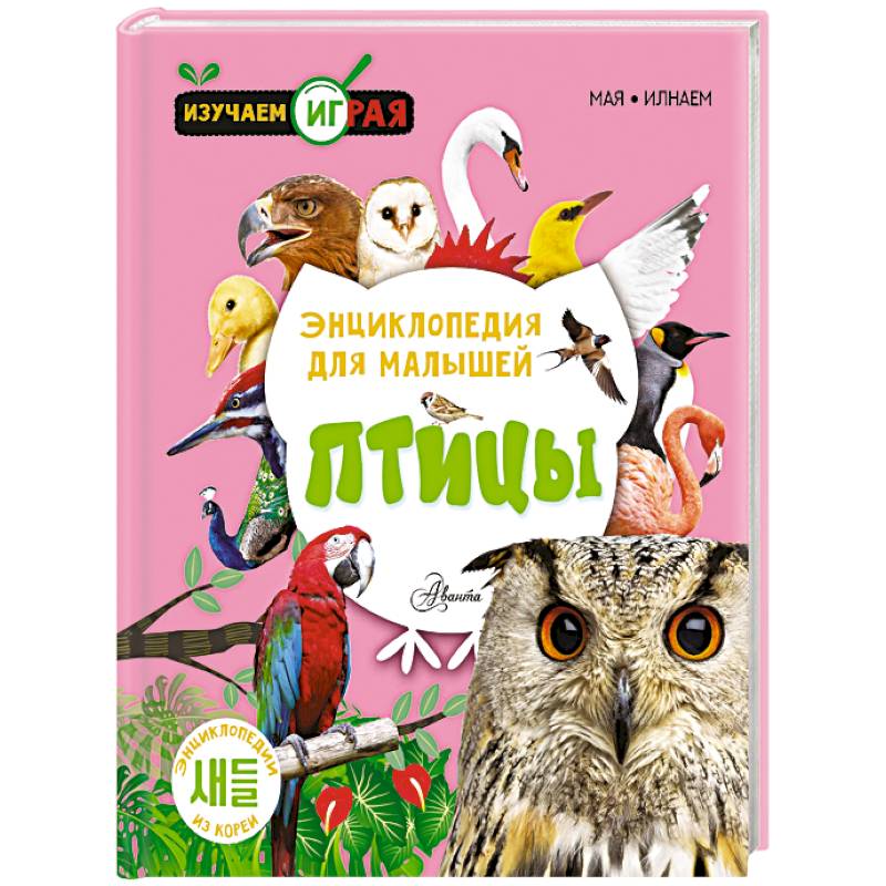 Фото Птицы