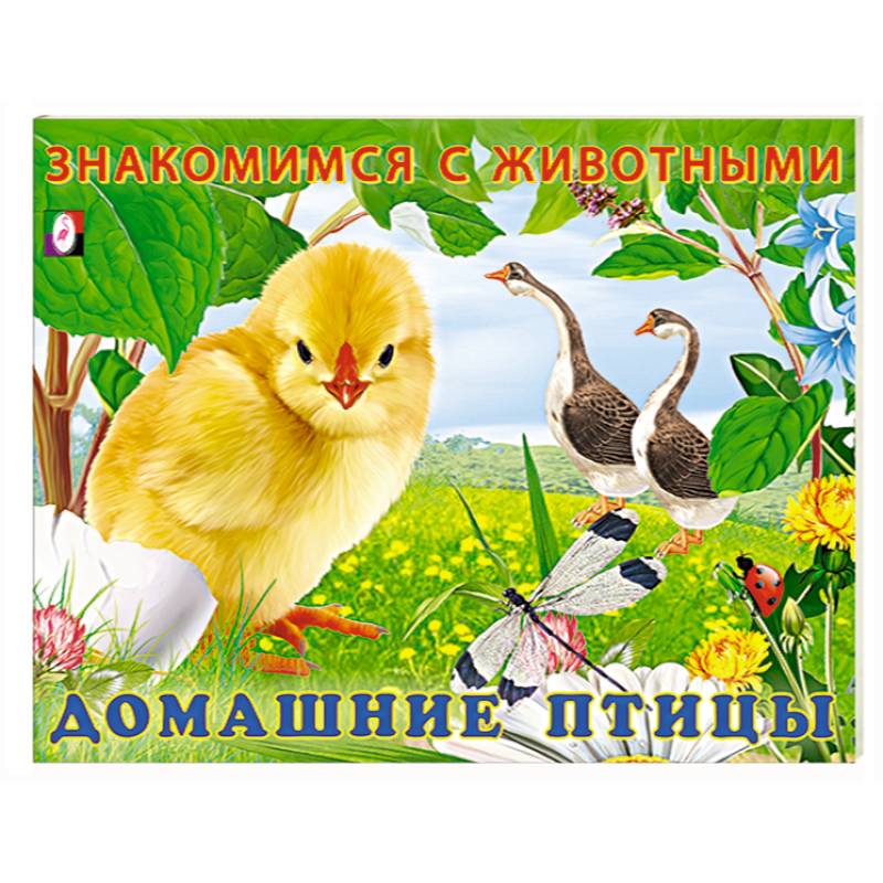 Фото Домашние птицы