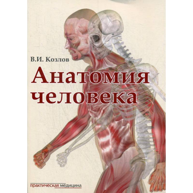 Фото Анатомия человека