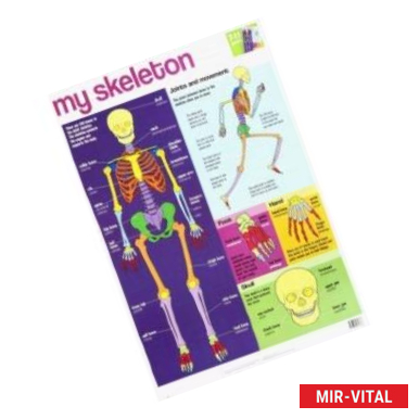 Фото My Skeleton chart