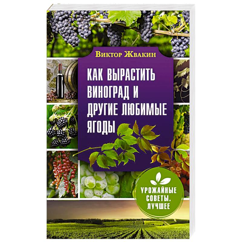 Фото Как вырастить виноград и другие любимые ягоды. Простые и понятные инструкции для начинающих