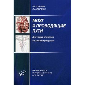 Фото Мозг и проводящие пути. Анатомия человека в схемах и рисунках. Учебное пособие. Гриф УМО по медицинскому образованию