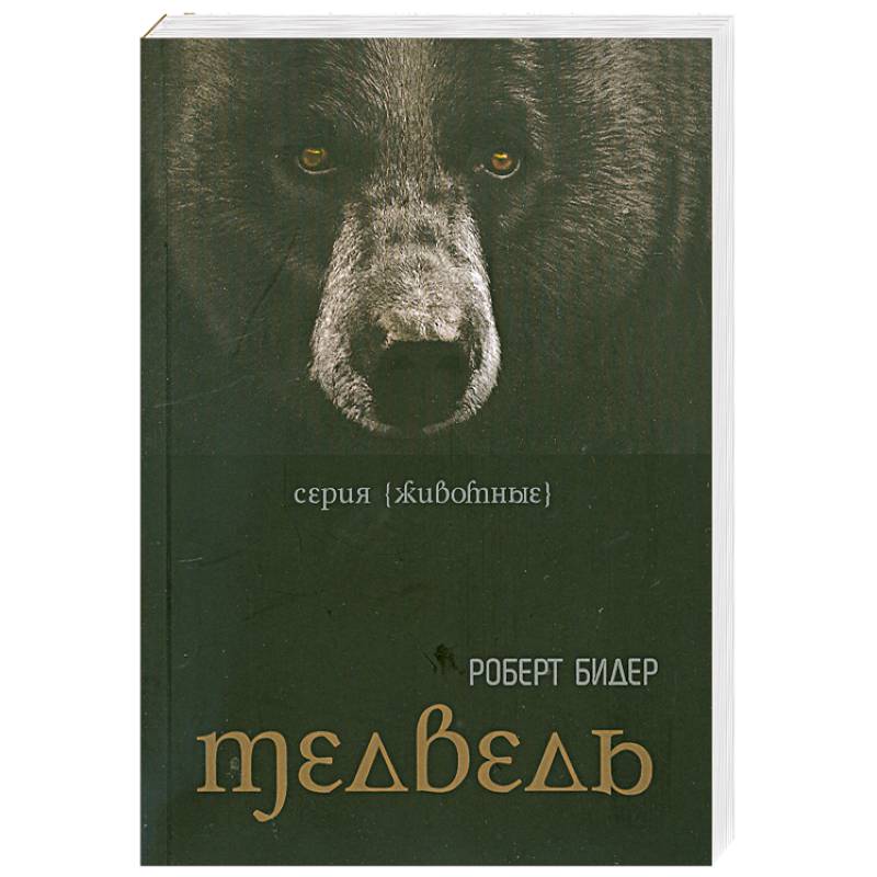 Фото Медведь