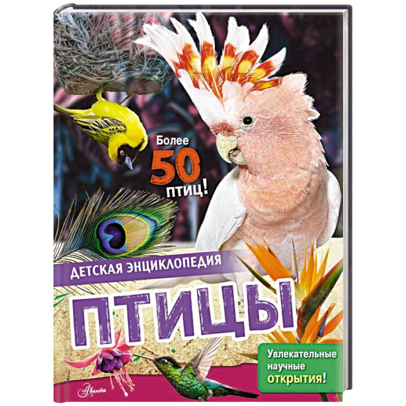 Фото Птицы