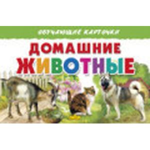 Фото Домашние животные