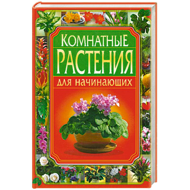 Фото Комнатные растения для начинающих