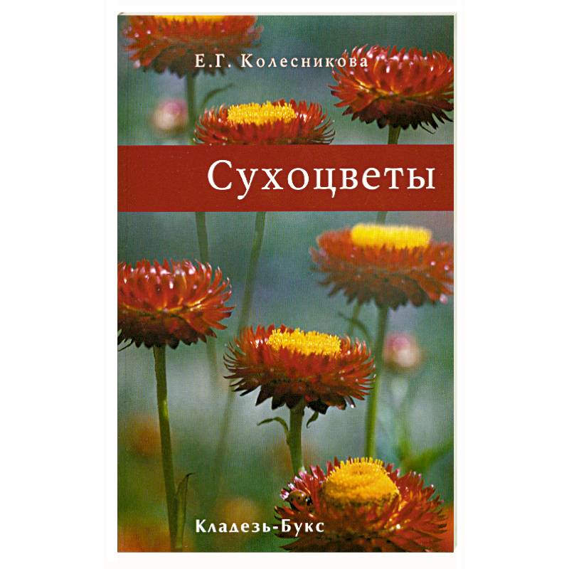 Фото Сухоцветы