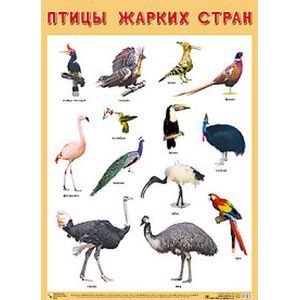 Фото Плакат «Птицы жарких стран»
