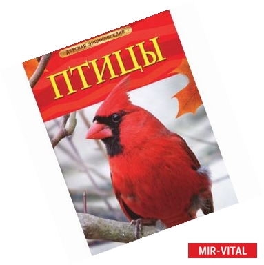 Фото Птицы