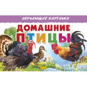 Фото Домашние птицы