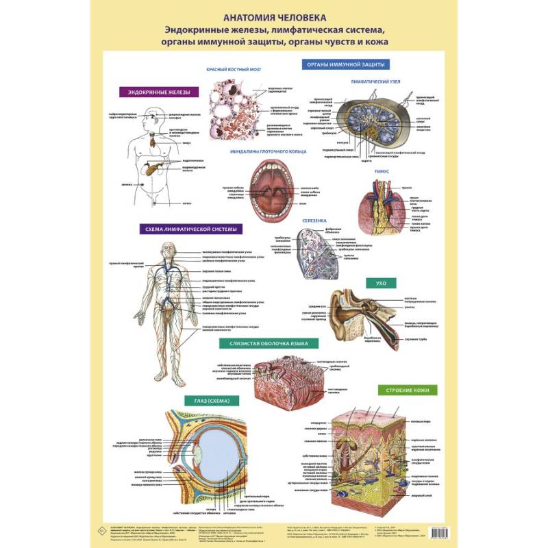 Фото Анатомия человека. Эндокринные железы, лимфатическая система, органы иммунной защиты, органы чувств и кожа (в тубусе)