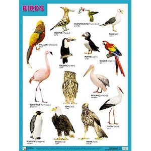Фото Плакат BIRDS (Птицы)