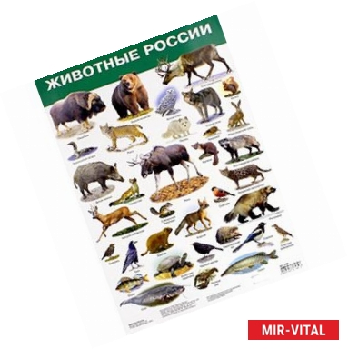Фото Плакат 'Животные России. Красная книга'