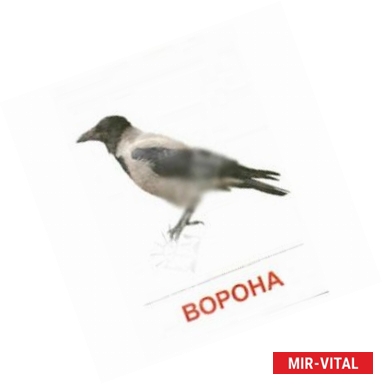 Фото Раздаточные карточки 'Птицы России'