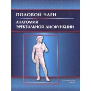 Фото Половой член. Анатомия эректильной дисфункции