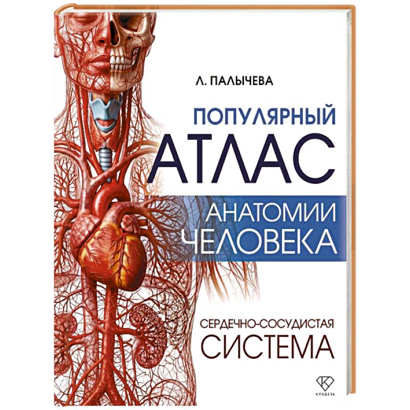 Фото Популярный атлас анатомии человека. Сердечно-сосудистая система