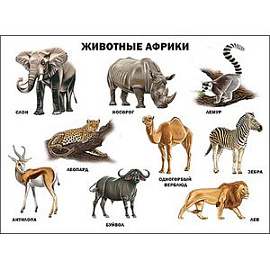 Животные Африки. Плакат.