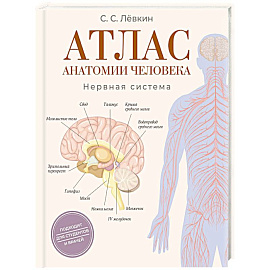 Атлас анатомии человека. Нервная система
