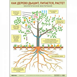 Как дерево дышит,питается и растет