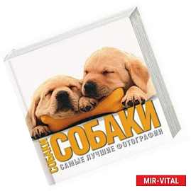 Собаки. Самые лучшие фотографии