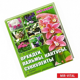 Орхидеи пальмы кактусы суккуленты