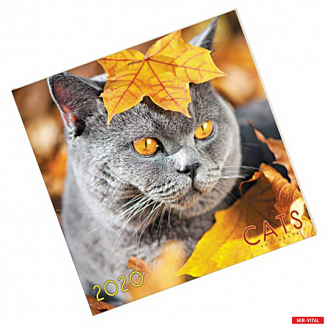 Фото Календарь настенный на 2020 год 'Домашние любимцы. Осенний кот' (КС62006)