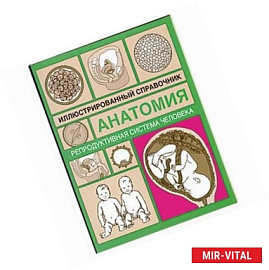 Репродуктивная система человека