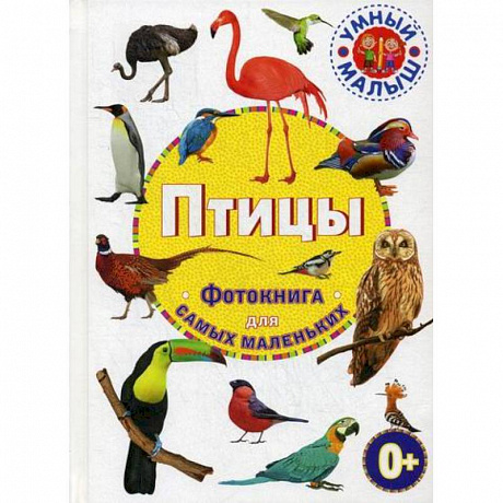 Фото Птицы