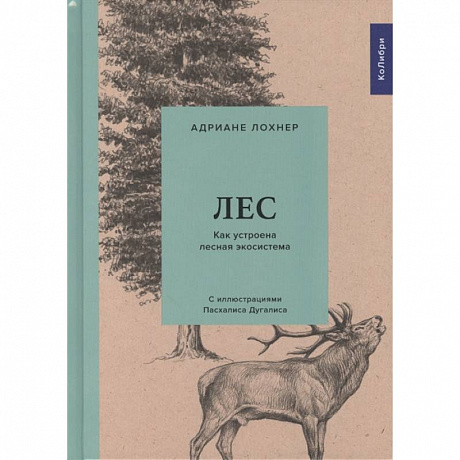 Фото Лес. Как устроена лесная экосистема