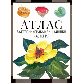 Бактерии, грибы, лишайники, растения. Атлас