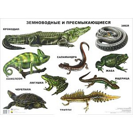 Земноводные и пресмыкающиеся. Плакат.