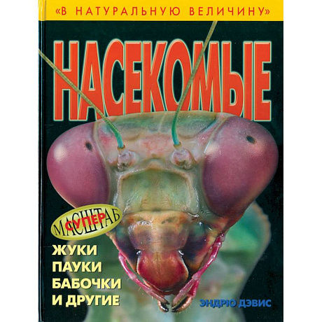 Фото Насекомые