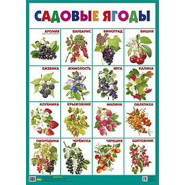 Садовые ягоды. Плакат