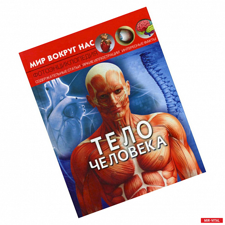 Фото Тело человека