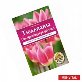 Тюльпаны. От луковицы до цветка