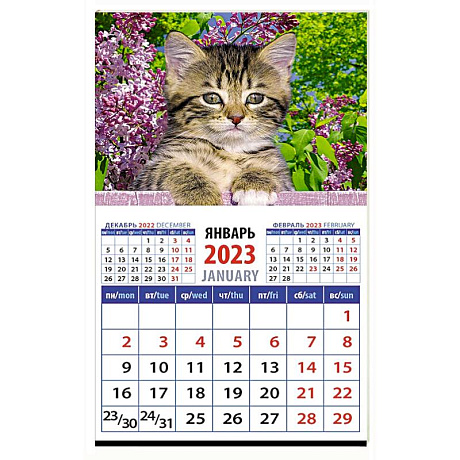Фото Календарь Год кота. Высоко сижу на 2023 год