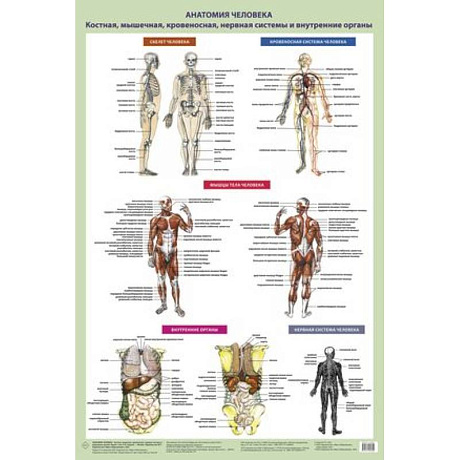 Фото Анатомия человека. Костная, мышечная, кровеносная системы и внутренние органы