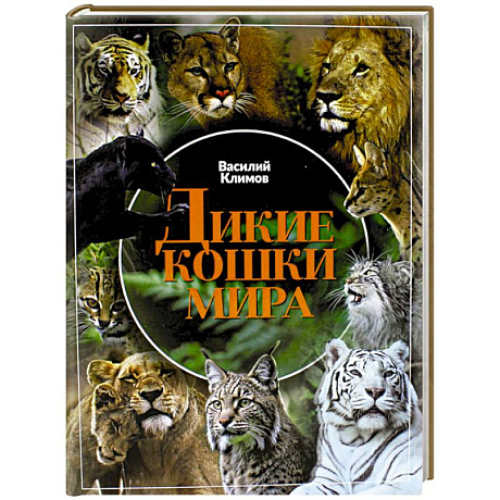 Фото Дикие кошки мира