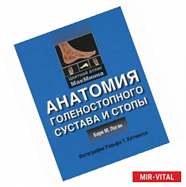 Анатомия голенностопного сустава и стопы