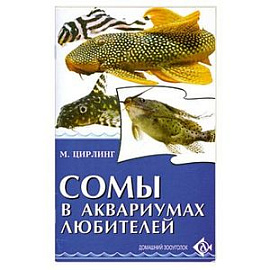 Сомы в аквариумах любителей